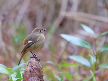 Daurian Redstart 柏 Thu, 1/19/2023