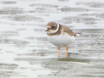 Common Ringed Plover ふなばしさんばんぜかいひんこうえん Sat, 1/14/2023