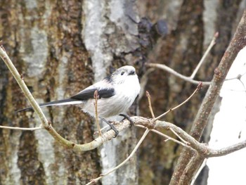 Long-tailed Tit Yatsu-higata Sat, 1/14/2023