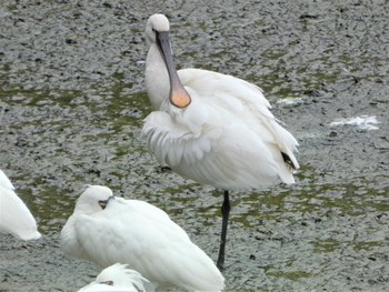 Eurasian Spoonbill 沖縄本島 Thu, 12/29/2022