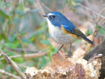 Red-flanked Bluetail Akigase Park Mon, 1/9/2023