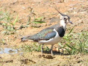 Northern Lapwing 沖縄本島 Sun, 12/25/2022