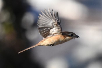 Bull-headed Shrike 都内市街地 Unknown Date