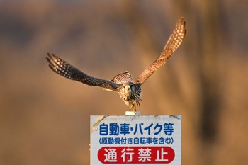 チョウゲンボウ 渡良瀬遊水地 2023年1月19日(木)