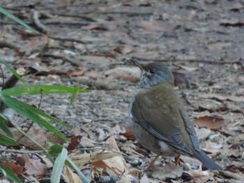 Pale Thrush 狭山丘陵 Thu, 1/19/2023