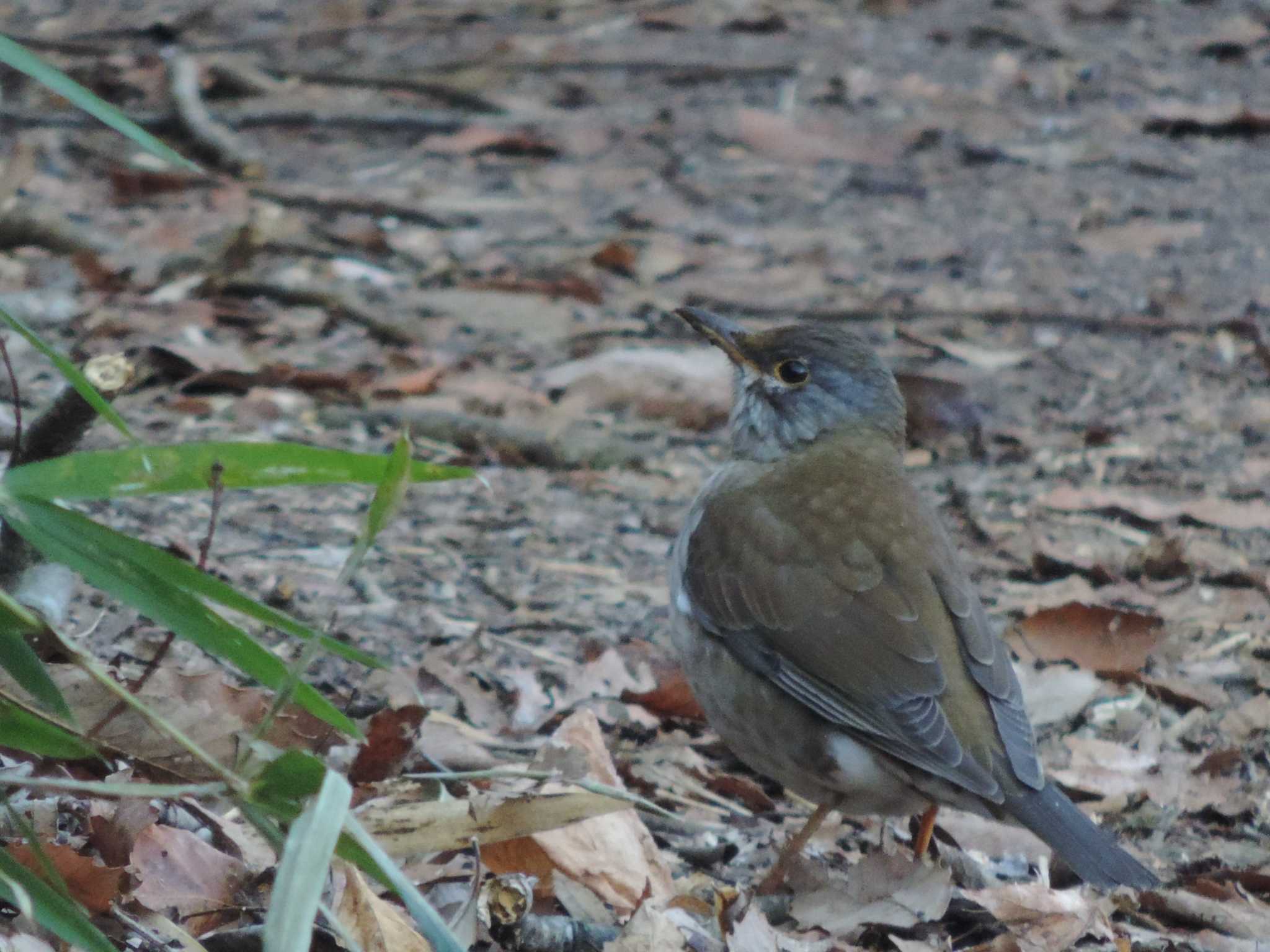 Photo of Pale Thrush at 狭山丘陵 by 楽七