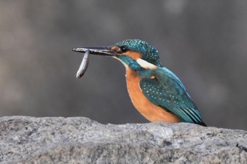 カワセミ 舎人公園 2023年1月7日(土)