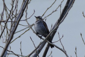 Dusky Thrush 東京都 Wed, 1/18/2023