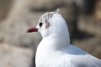 Black-headed Gull 東京都大田区 Sun, 4/1/2018