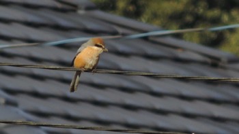 Bull-headed Shrike 狭山丘陵 Thu, 1/19/2023