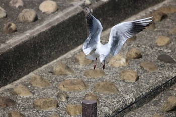 Black-headed Gull 東京都大田区 Sun, 4/1/2018