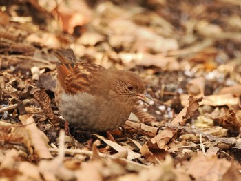 2023年1月19日(木) 筑波山の野鳥観察記録