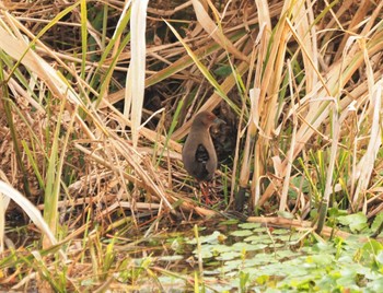 Ruddy-breasted Crake 江津湖 Mon, 1/2/2023