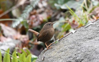 Wed, 1/18/2023 Birding report at Shinjuku Gyoen National Garden