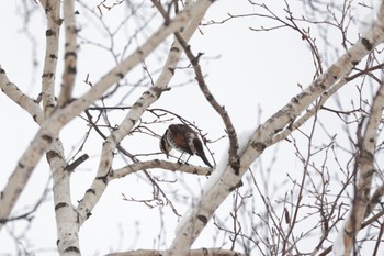 2023年1月11日(水) 真駒内公園の野鳥観察記録