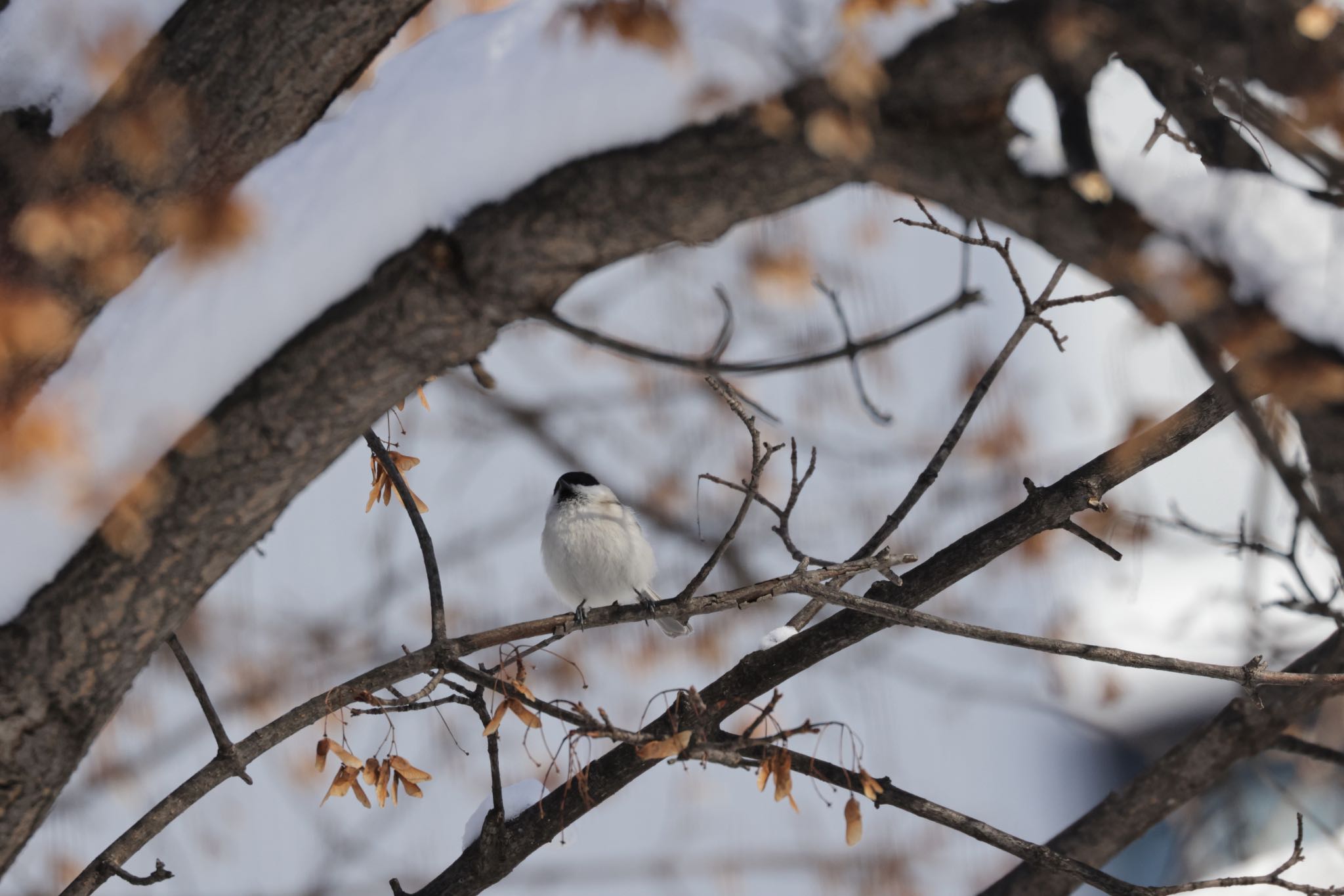 Photo of Marsh Tit at 北海道大学 by will 73