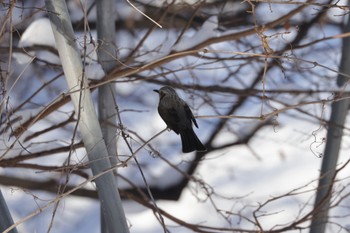 Brown-eared Bulbul 北海道大学 Tue, 1/17/2023