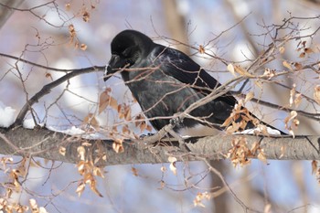 Large-billed Crow 北海道大学 Tue, 1/17/2023