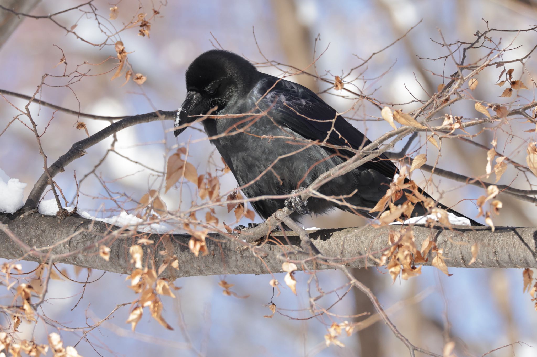 Photo of Large-billed Crow at 北海道大学 by will 73