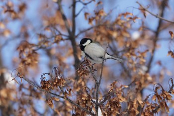 Tue, 1/17/2023 Birding report at 北海道大学