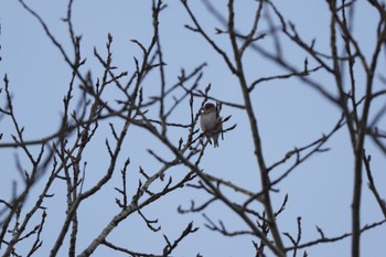 Hawfinch Makomanai Park Thu, 1/19/2023