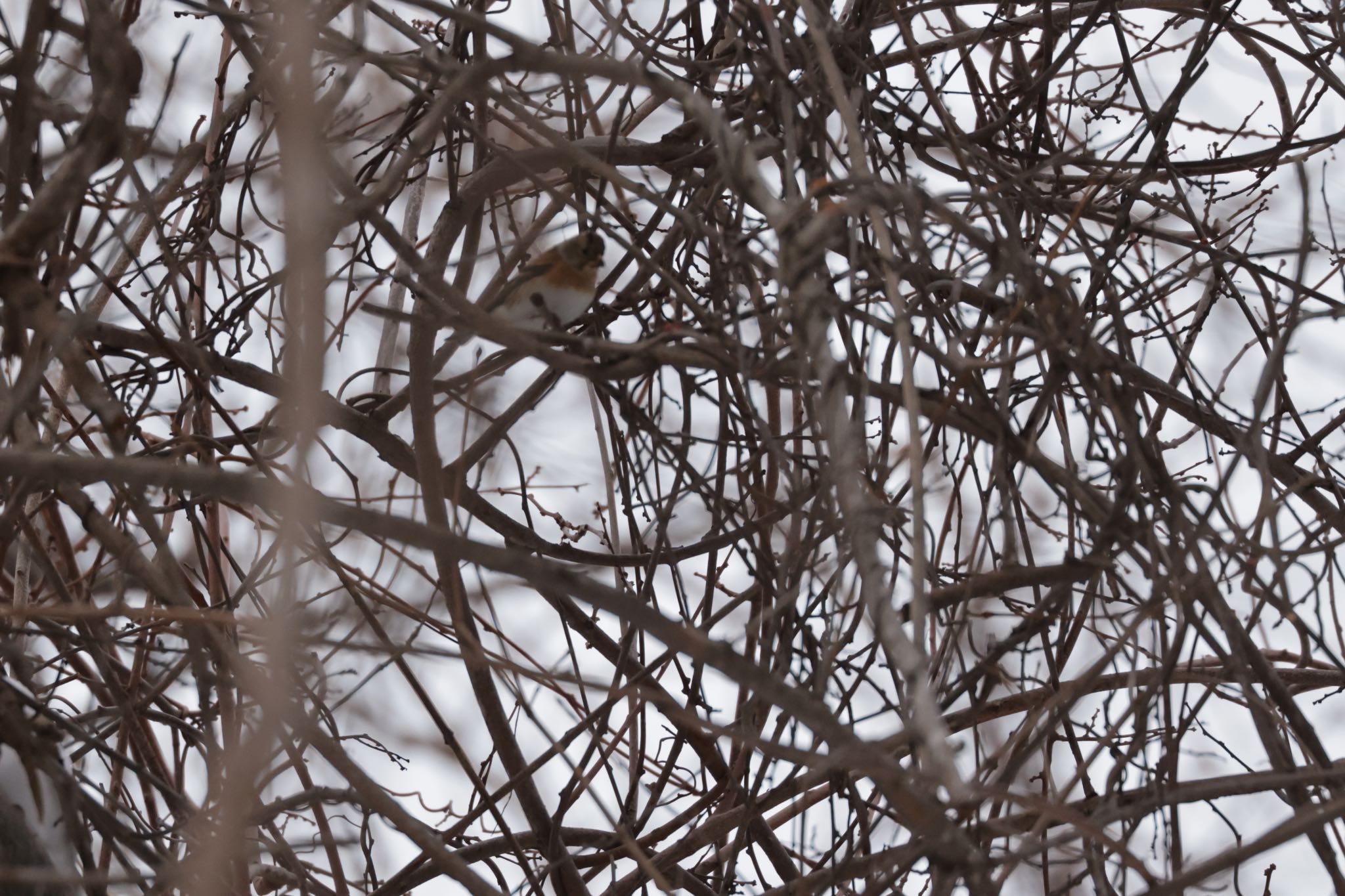 Photo of Brambling at Makomanai Park by will 73