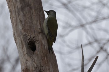 Grey-headed Woodpecker Makomanai Park Thu, 1/19/2023