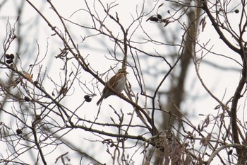 Rustic Bunting 新治市民の森 Sun, 1/15/2023