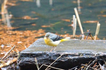 Grey Wagtail 新治市民の森 Sun, 1/15/2023