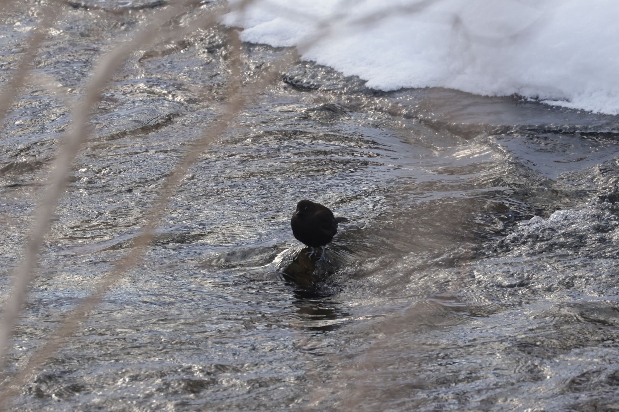 Photo of Brown Dipper at Makomanai Park by will 73