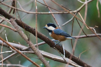 Sun, 1/15/2023 Birding report at 新治市民の森