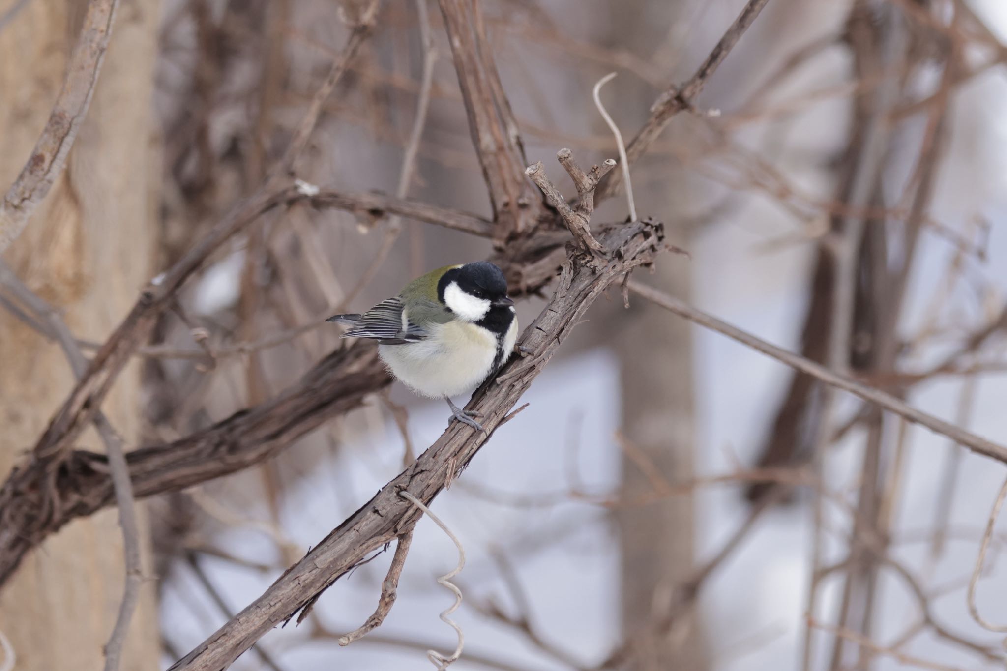 Photo of Japanese Tit at Makomanai Park by will 73