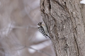 Japanese Pygmy Woodpecker Makomanai Park Thu, 1/19/2023