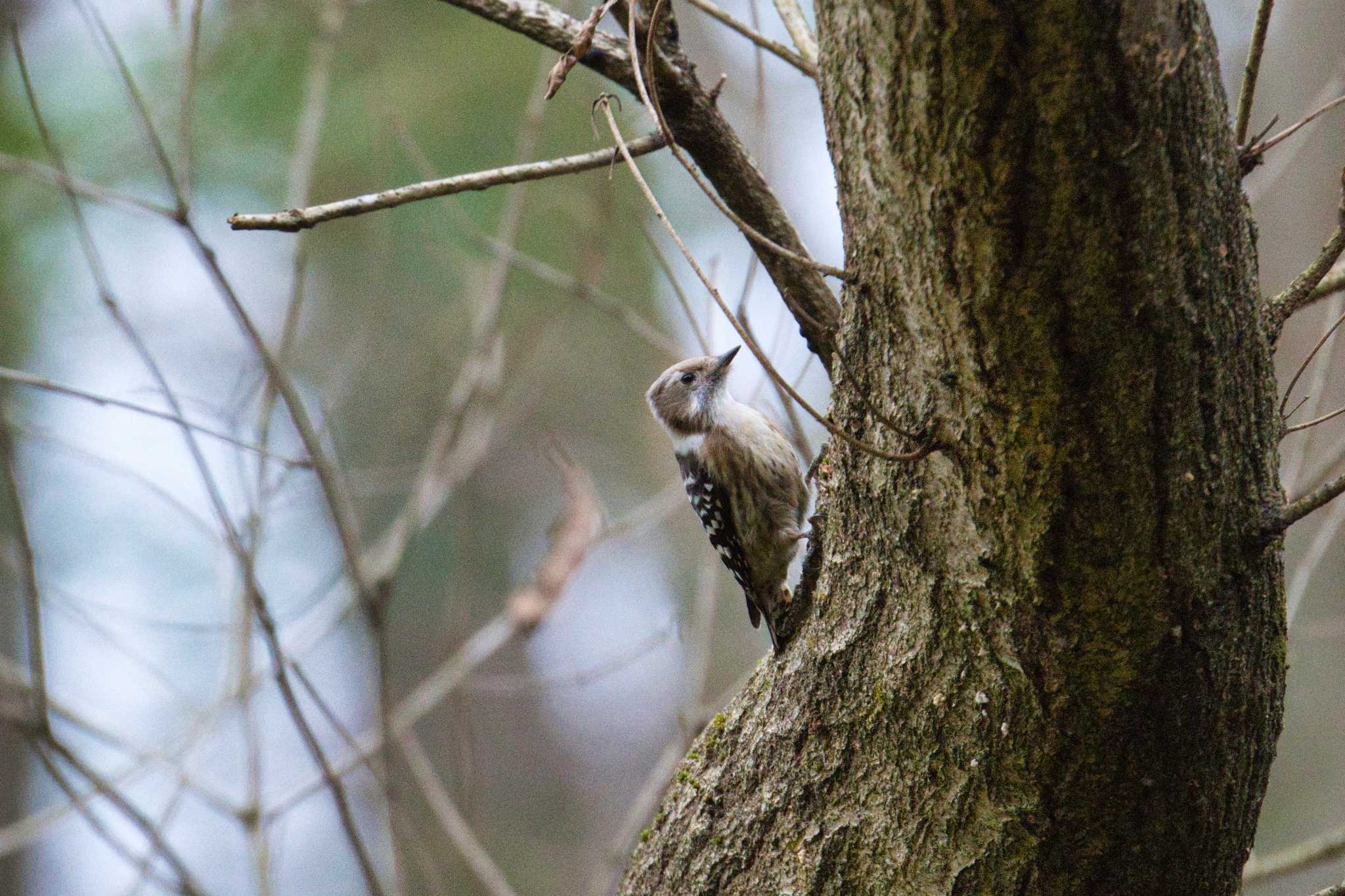 Japanese Pygmy Woodpecker