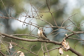 Japanese Pygmy Woodpecker Kodomo Shizen Park Wed, 1/18/2023