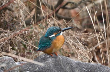 Common Kingfisher Kodomo Shizen Park Wed, 1/18/2023