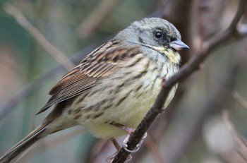 Masked Bunting Kodomo Shizen Park Wed, 1/18/2023