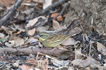 Masked Bunting Kodomo Shizen Park Wed, 1/18/2023