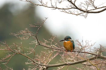 Common Kingfisher Kodomo Shizen Park Wed, 1/18/2023