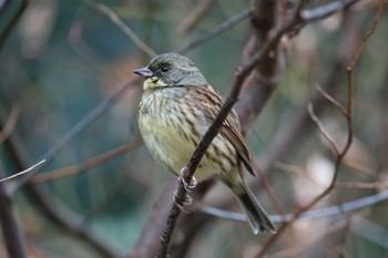 Masked Bunting Kodomo Shizen Park Wed, 1/18/2023