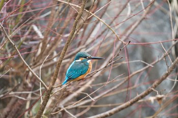 Common Kingfisher Kodomo Shizen Park Wed, 1/18/2023