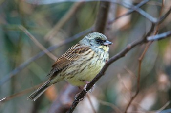 Masked Bunting Kodomo Shizen Park Wed, 1/18/2023