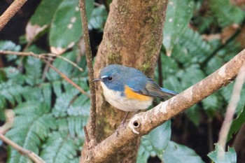 Red-flanked Bluetail Kodomo Shizen Park Wed, 1/18/2023