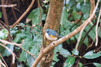 Red-flanked Bluetail Kodomo Shizen Park Wed, 1/18/2023