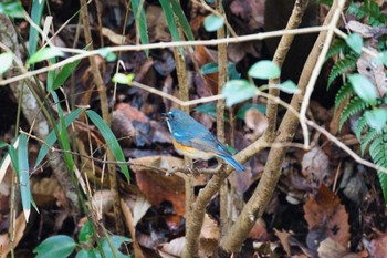 Red-flanked Bluetail Kodomo Shizen Park Wed, 1/18/2023