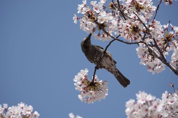 2018年3月31日(土) 三重県 北勢中央公園の野鳥観察記録