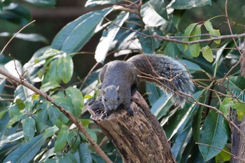 Unknown Species Kodomo Shizen Park Wed, 1/18/2023