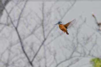 2023年1月19日(木) 市川北方の野鳥観察記録