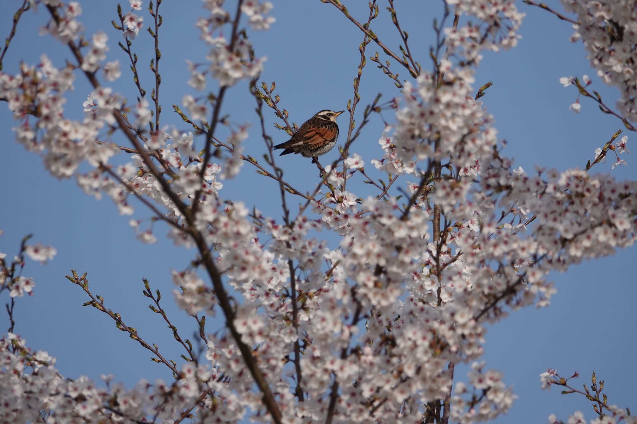 三重県 北勢中央公園 ツグミの写真 by とたん