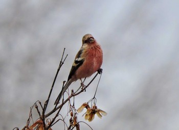 Siberian Long-tailed Rosefinch Unknown Spots Unknown Date